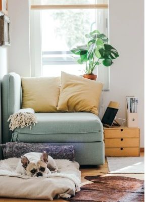 Dog in laying infront of Blue Sofa