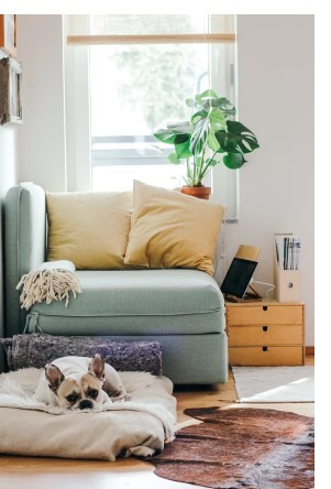 Dog in laying infront of Blue Sofa